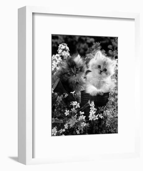 7-Weeks, Gold-Shaded and Silver-Shaded Persian Kittens in Watering Can Surrounded by Flowers-Jane Burton-Framed Premium Photographic Print