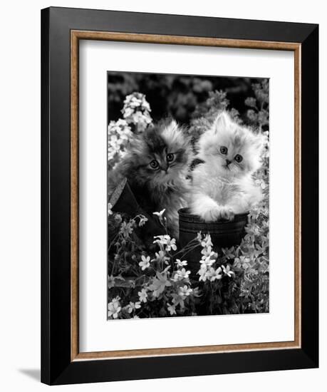 7-Weeks, Gold-Shaded and Silver-Shaded Persian Kittens in Watering Can Surrounded by Flowers-Jane Burton-Framed Premium Photographic Print