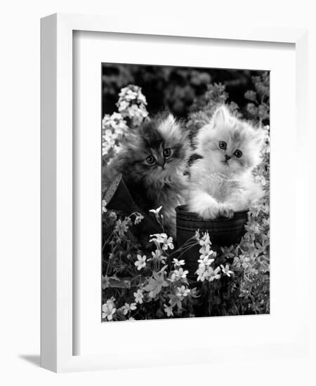 7-Weeks, Gold-Shaded and Silver-Shaded Persian Kittens in Watering Can Surrounded by Flowers-Jane Burton-Framed Premium Photographic Print