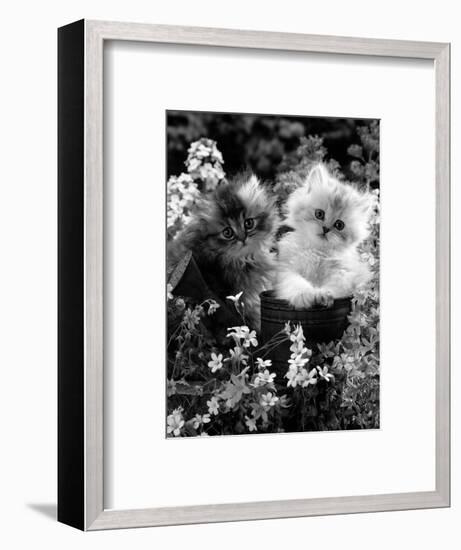7-Weeks, Gold-Shaded and Silver-Shaded Persian Kittens in Watering Can Surrounded by Flowers-Jane Burton-Framed Premium Photographic Print