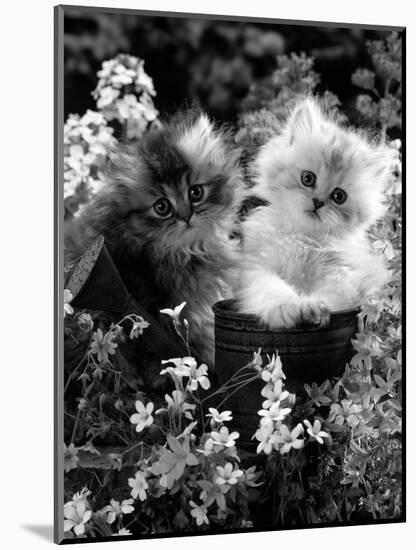 7-Weeks, Gold-Shaded and Silver-Shaded Persian Kittens in Watering Can Surrounded by Flowers-Jane Burton-Mounted Premium Photographic Print