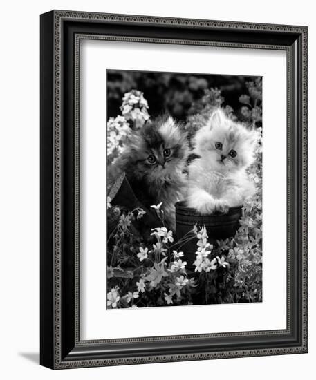 7-Weeks, Gold-Shaded and Silver-Shaded Persian Kittens in Watering Can Surrounded by Flowers-Jane Burton-Framed Premium Photographic Print