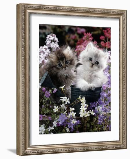 7-Weeks, Gold-Shaded and Silver-Shaded Persian Kittens in Watering Can Surrounded by Flowers-Jane Burton-Framed Photographic Print