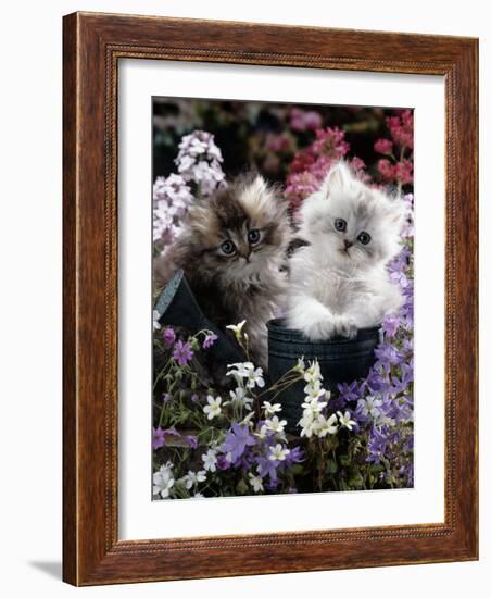 7-Weeks, Gold-Shaded and Silver-Shaded Persian Kittens in Watering Can Surrounded by Flowers-Jane Burton-Framed Photographic Print