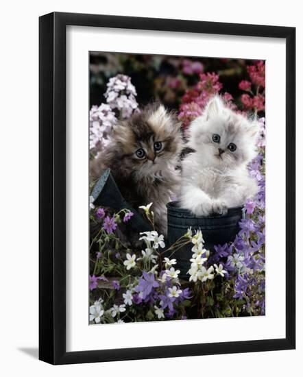 7-Weeks, Gold-Shaded and Silver-Shaded Persian Kittens in Watering Can Surrounded by Flowers-Jane Burton-Framed Photographic Print