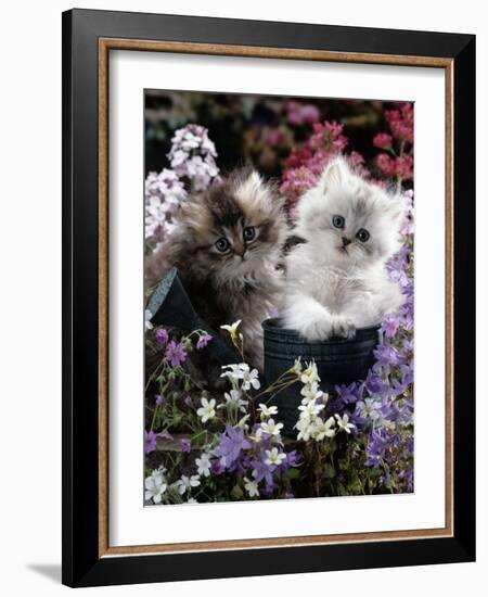 7-Weeks, Gold-Shaded and Silver-Shaded Persian Kittens in Watering Can Surrounded by Flowers-Jane Burton-Framed Photographic Print