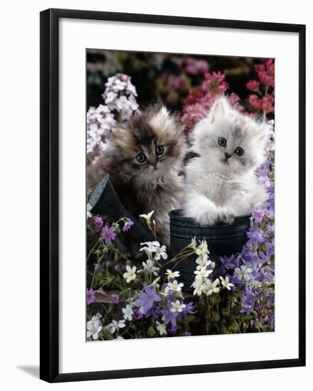 7-Weeks, Gold-Shaded and Silver-Shaded Persian Kittens in Watering Can Surrounded by Flowers-Jane Burton-Framed Photographic Print