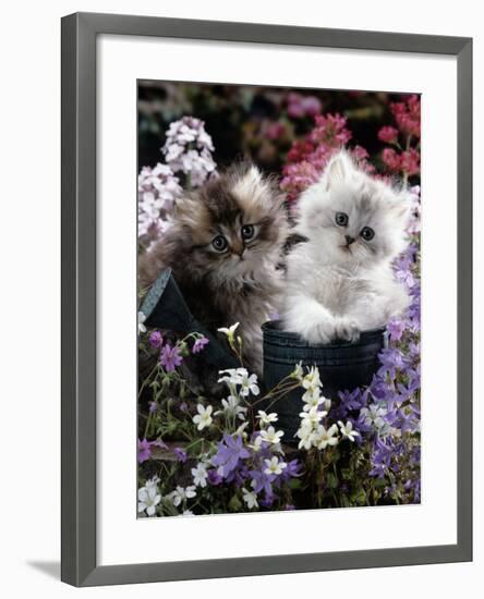 7-Weeks, Gold-Shaded and Silver-Shaded Persian Kittens in Watering Can Surrounded by Flowers-Jane Burton-Framed Photographic Print