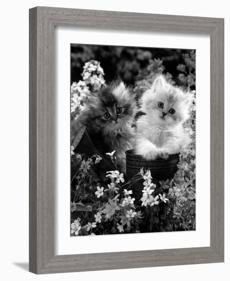 7-Weeks, Gold-Shaded and Silver-Shaded Persian Kittens in Watering Can Surrounded by Flowers-Jane Burton-Framed Photographic Print