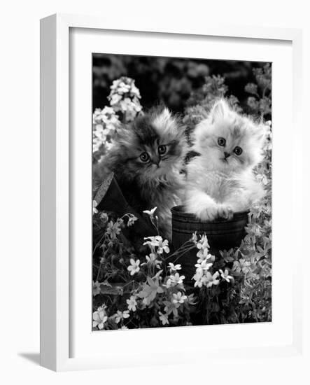 7-Weeks, Gold-Shaded and Silver-Shaded Persian Kittens in Watering Can Surrounded by Flowers-Jane Burton-Framed Photographic Print