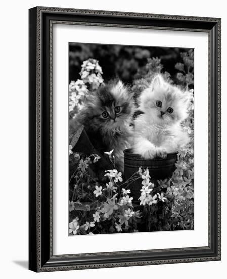 7-Weeks, Gold-Shaded and Silver-Shaded Persian Kittens in Watering Can Surrounded by Flowers-Jane Burton-Framed Photographic Print