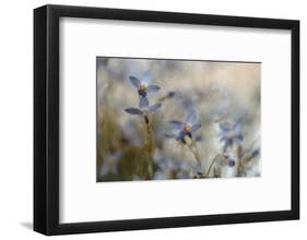 7173_I`m on my way-Heidi Westum-Framed Photographic Print