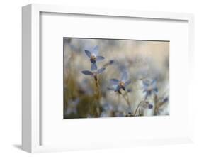 7173_I`m on my way-Heidi Westum-Framed Photographic Print