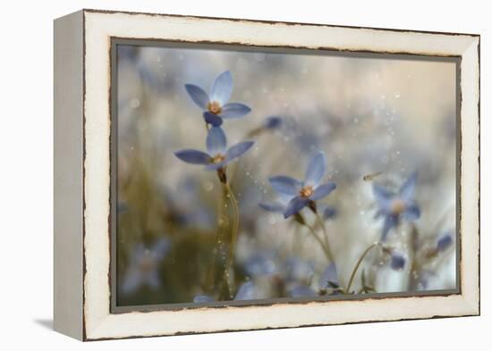 7173_I`m on my way-Heidi Westum-Framed Premier Image Canvas