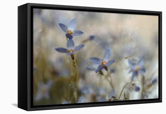 7173_I`m on my way-Heidi Westum-Framed Premier Image Canvas