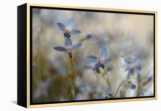 7173_I`m on my way-Heidi Westum-Framed Premier Image Canvas