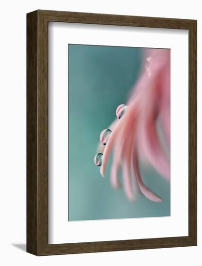 7542_On a petal-Heidi Westum-Framed Photographic Print