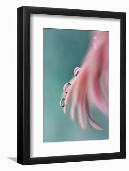 7542_On a petal-Heidi Westum-Framed Photographic Print