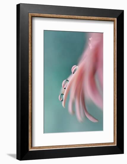 7542_On a petal-Heidi Westum-Framed Photographic Print