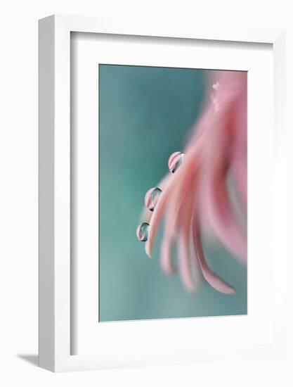 7542_On a petal-Heidi Westum-Framed Photographic Print