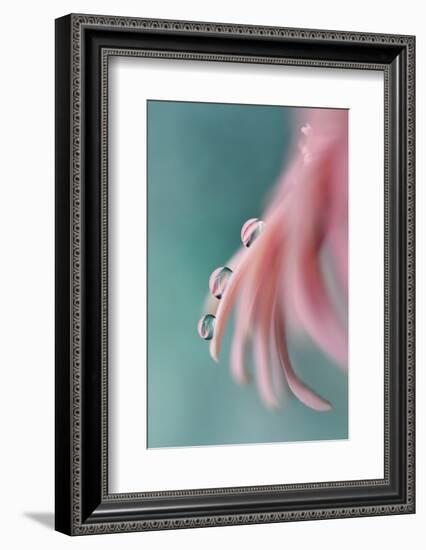 7542_On a petal-Heidi Westum-Framed Photographic Print