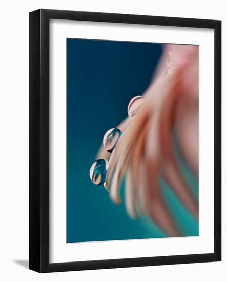 7562_On a petal ll-Heidi Westum-Framed Photographic Print