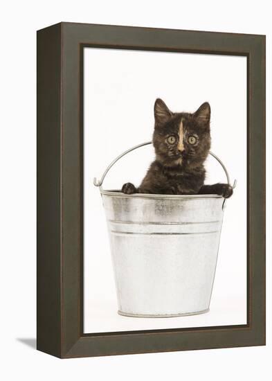 8 Week Old Tortoiseshell British Shorthair-null-Framed Premier Image Canvas