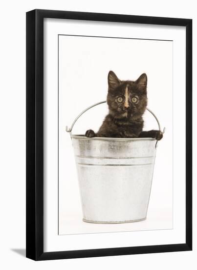 8 Week Old Tortoiseshell British Shorthair-null-Framed Photographic Print