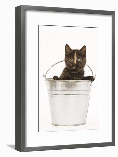 8 Week Old Tortoiseshell British Shorthair-null-Framed Photographic Print