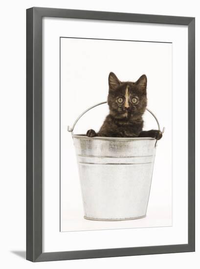 8 Week Old Tortoiseshell British Shorthair-null-Framed Photographic Print