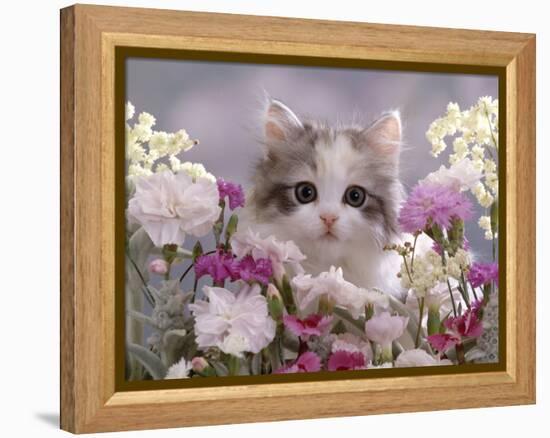 8-Week, Silver Tortoiseshell-And-White Kitten, Among Gillyflowers, Carnations and Meadowseed-Jane Burton-Framed Premier Image Canvas