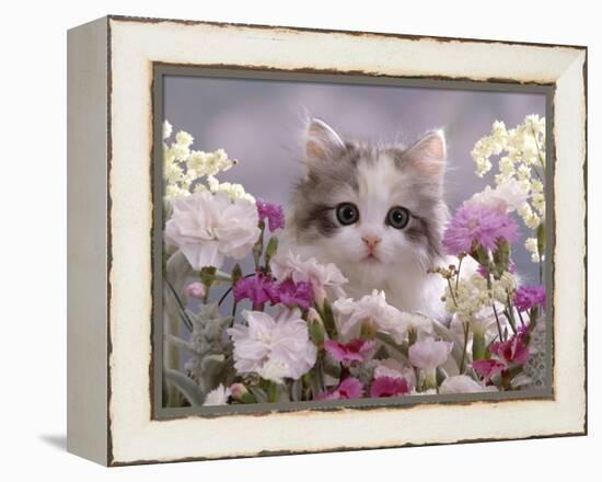 8-Week, Silver Tortoiseshell-And-White Kitten, Among Gillyflowers, Carnations and Meadowseed-Jane Burton-Framed Premier Image Canvas