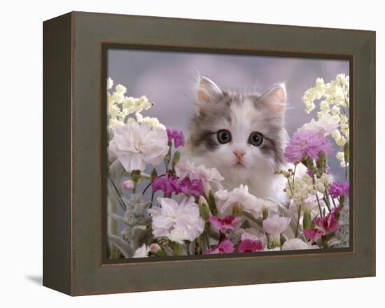 8-Week, Silver Tortoiseshell-And-White Kitten, Among Gillyflowers, Carnations and Meadowseed-Jane Burton-Framed Premier Image Canvas