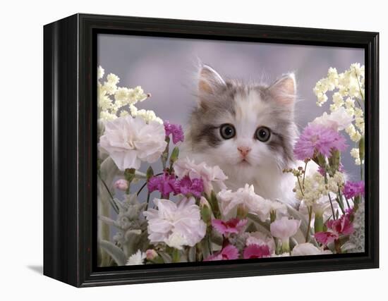 8-Week, Silver Tortoiseshell-And-White Kitten, Among Gillyflowers, Carnations and Meadowseed-Jane Burton-Framed Premier Image Canvas