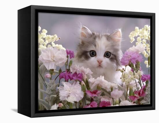 8-Week, Silver Tortoiseshell-And-White Kitten, Among Gillyflowers, Carnations and Meadowseed-Jane Burton-Framed Premier Image Canvas