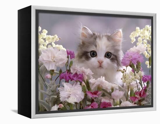 8-Week, Silver Tortoiseshell-And-White Kitten, Among Gillyflowers, Carnations and Meadowseed-Jane Burton-Framed Premier Image Canvas