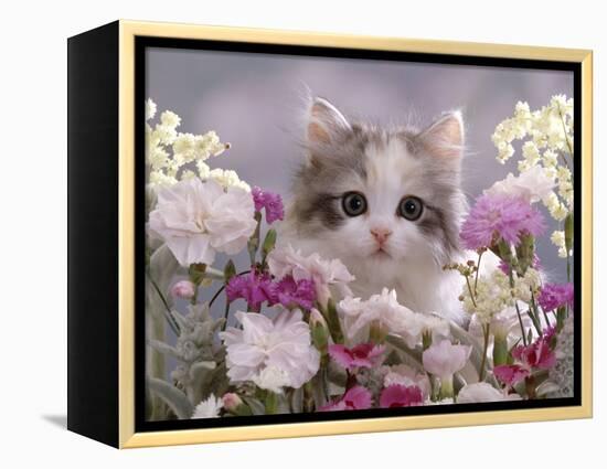 8-Week, Silver Tortoiseshell-And-White Kitten, Among Gillyflowers, Carnations and Meadowseed-Jane Burton-Framed Premier Image Canvas