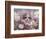 8-Week, Silver Tortoiseshell-And-White Kitten, Among Gillyflowers, Carnations and Meadowseed-Jane Burton-Framed Premium Photographic Print