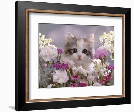 8-Week, Silver Tortoiseshell-And-White Kitten, Among Gillyflowers, Carnations and Meadowseed-Jane Burton-Framed Premium Photographic Print