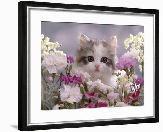 8-Week, Silver Tortoiseshell-And-White Kitten, Among Gillyflowers, Carnations and Meadowseed-Jane Burton-Framed Photographic Print