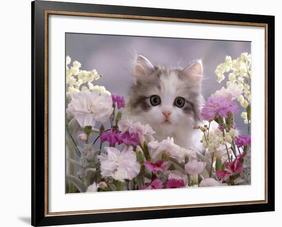 8-Week, Silver Tortoiseshell-And-White Kitten, Among Gillyflowers, Carnations and Meadowseed-Jane Burton-Framed Photographic Print