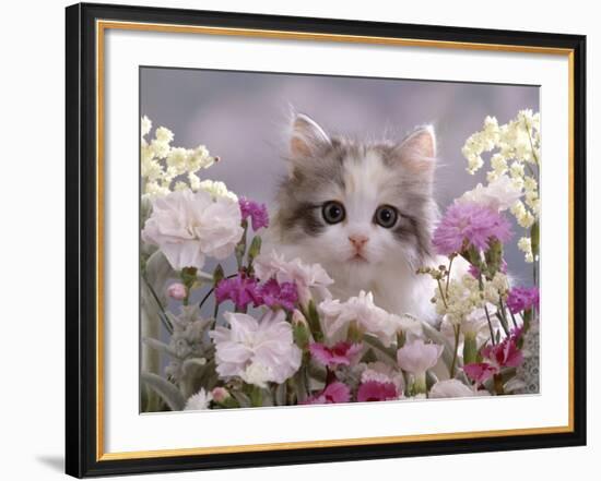 8-Week, Silver Tortoiseshell-And-White Kitten, Among Gillyflowers, Carnations and Meadowseed-Jane Burton-Framed Photographic Print