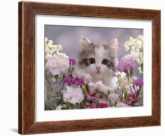 8-Week, Silver Tortoiseshell-And-White Kitten, Among Gillyflowers, Carnations and Meadowseed-Jane Burton-Framed Photographic Print