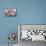 8-Week, Silver Tortoiseshell-And-White Kitten, Among Gillyflowers, Carnations and Meadowseed-Jane Burton-Mounted Photographic Print displayed on a wall