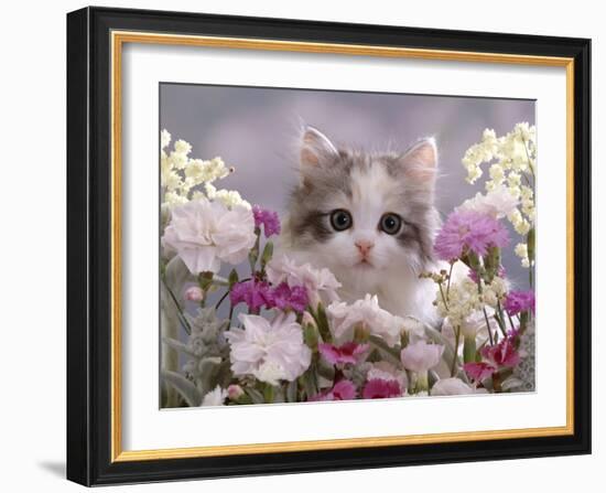 8-Week, Silver Tortoiseshell-And-White Kitten, Among Gillyflowers, Carnations and Meadowseed-Jane Burton-Framed Photographic Print