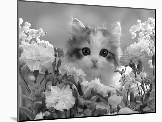 8-Week, Silver Tortoiseshell-And-White Kitten, Among Gillyflowers, Carnations and Meadowseed-Jane Burton-Mounted Photographic Print