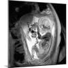 9 Month Foetus, MRI Scan-Du Cane Medical-Mounted Photographic Print