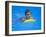 9 Year Old Boy Swimming in Pool, Kiamesha Lake, New York, USA-Paul Sutton-Framed Photographic Print