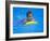 9 Year Old Boy Swimming in Pool, Kiamesha Lake, New York, USA-Paul Sutton-Framed Photographic Print