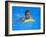 9 Year Old Boy Swimming in Pool, Kiamesha Lake, New York, USA-Paul Sutton-Framed Photographic Print